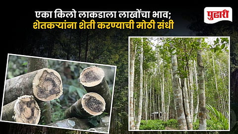 Agarwood Farming