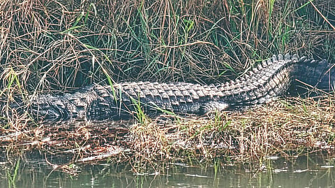 Crocodile News