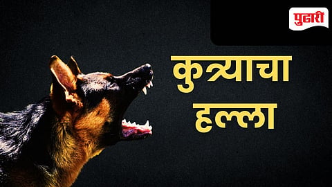 Stray dog attack