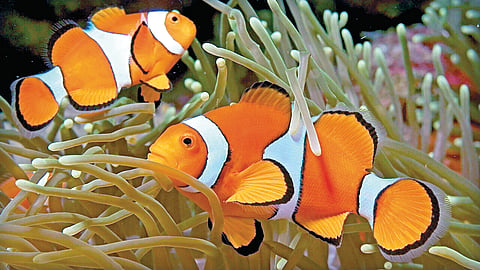 Fish