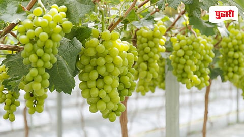 Grape