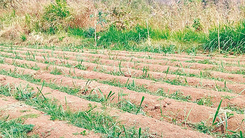 Crop Damage