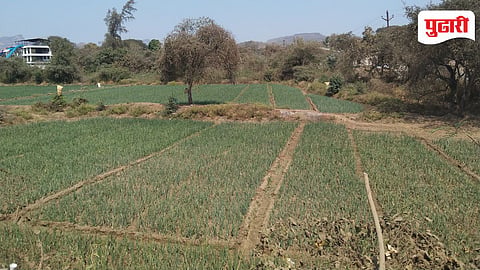 White Onion Farming