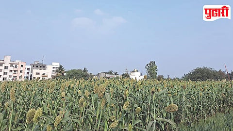 Rabi Crops Growth