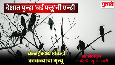 Bird Flu Chennai