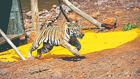 ‌Sahyadri Tiger Reserve