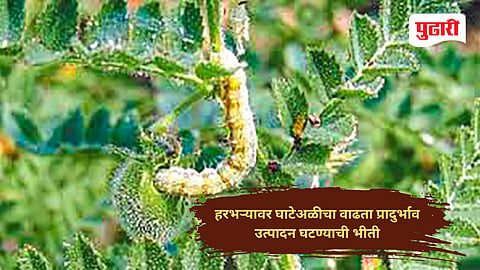 Nanded agriculture news 