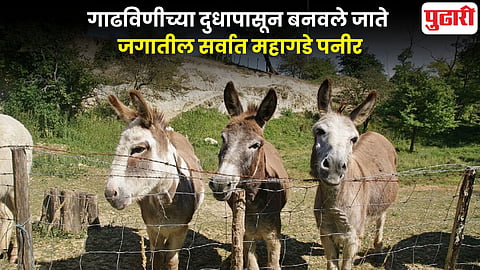 Donkey Milk Cheese