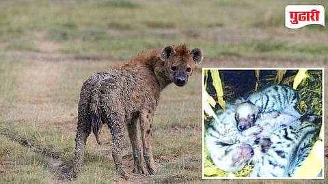 Hyena Cubs Found
