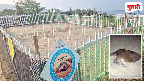 Turtle Conservation