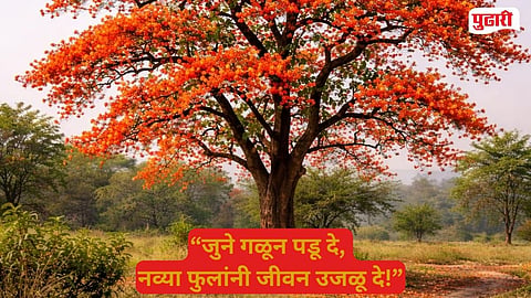 Palash flowers blooming 