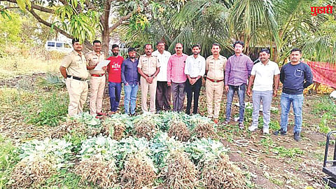 Illegal opium cultivation