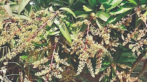 Mango crop damage