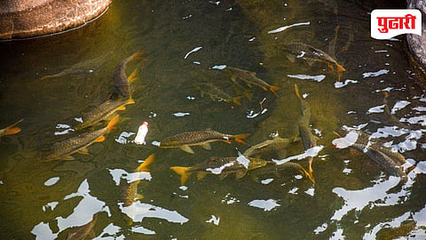 Tilse Devmase Mahaseer Fish