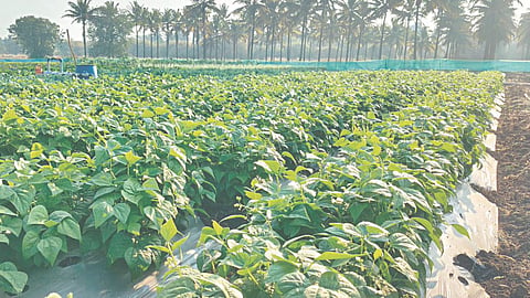 ‌Pudhari Agripandhari exhibition
