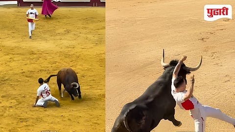 Bullfight 
