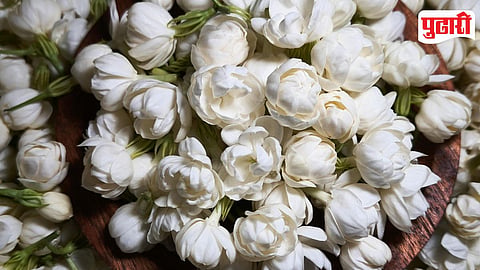 Jasmine