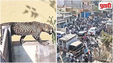 Bhingar Leopard