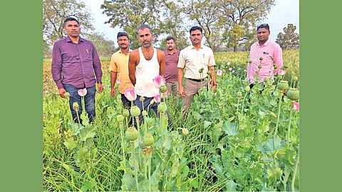 Illegal opium farming