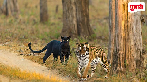 Black Panther And Tiger 