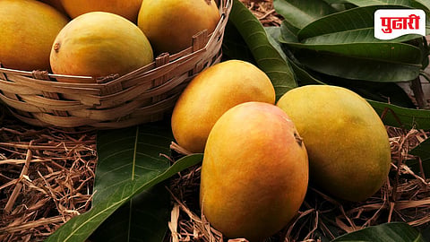 Ratnagiri Hapus Mango 