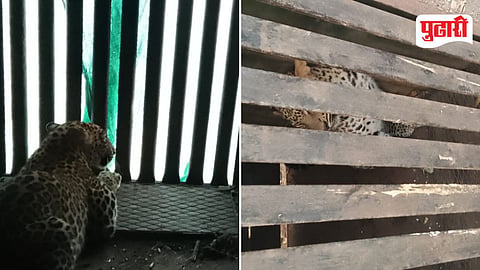 Otur Leopard Captured