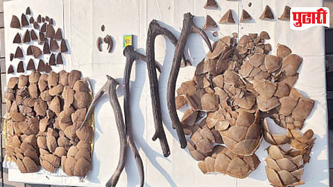 Manchar Pangolin Scales Smuggling