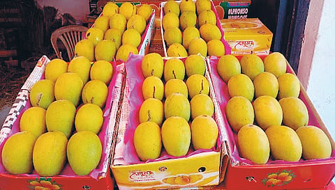 Devgad Ratnagiri Hapus