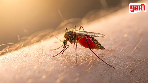 Dengue