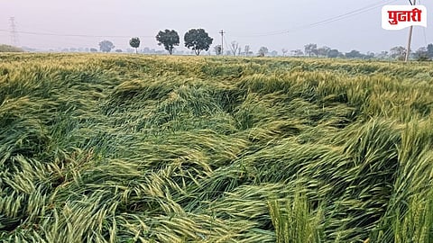 crop damage news 