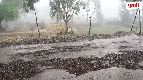 Yavatmal unseasonal rain