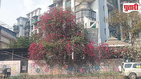 Spring Season Flowers