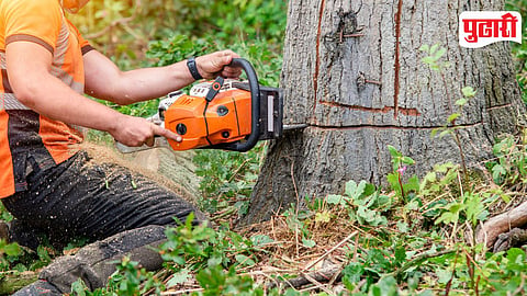 Tree Cutting