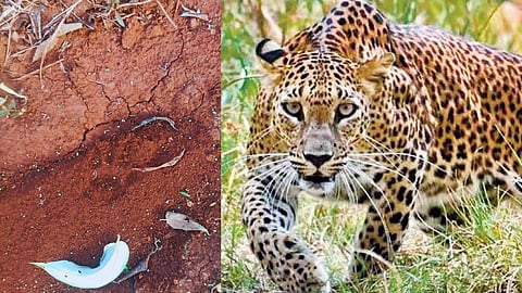 Leopard Sighting 