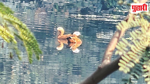Brahminy Duck