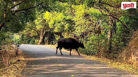 Amba  Vishalgad Gaur sighting