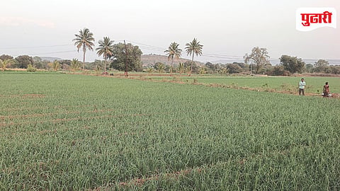 Nagar Onion