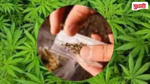 Cannabis 