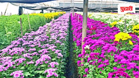 Nashik news | नाशिकच्या फूल उत्पादकांची मुंबईत जागेअभावी परवड