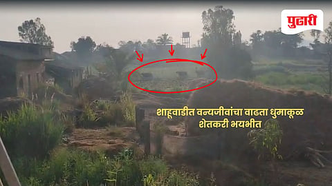 Shahuwadi wildlife attacks | शाहूवाडीत वन्यजीवांचा वाढता धुमाकूळ; पाळीव जनावरांसह शेतीवर संकट, शेतकरी भयभीत