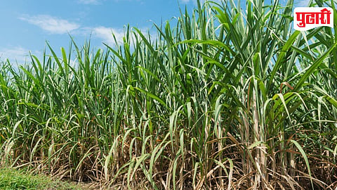 Sugarcane