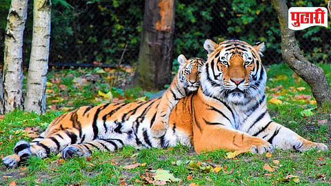 Tiger