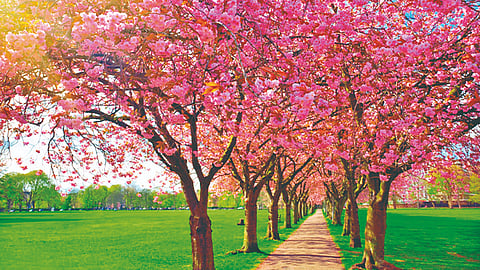 Spring Season