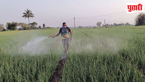 Onion Crop Heat Impact