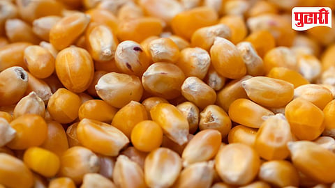 Maize