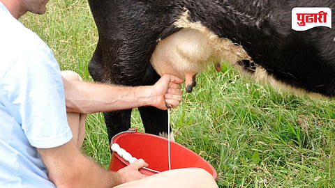 Ahilyanagar ZP livestock