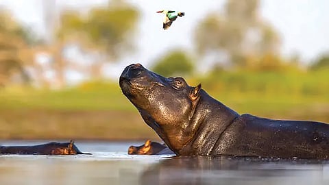 Mammals Birds