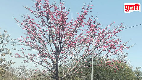 Palas Flowers