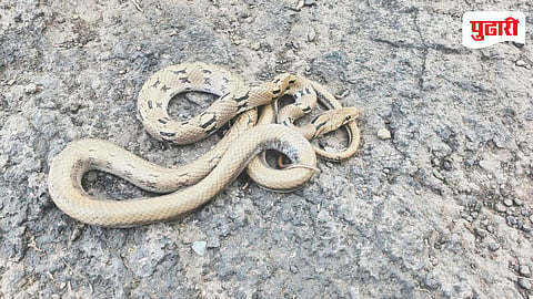 Rare Snake Found Khopoli