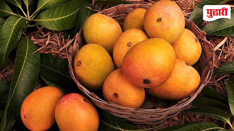 Alphonso Mango Price
